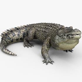 3D model Crocodile Pro